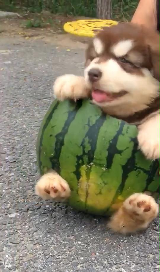 小圆瓜狗狗吃,小圆瓜狗狗的美食探险之旅