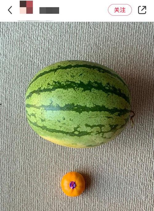 吃瓜闯世界,一场味蕾与心灵的奇妙之旅