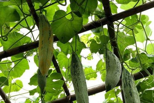 吃鼠瓜好吗,探索吃鼠瓜的益处与食用指南