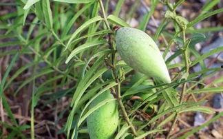 梢瓜可以怎么吃,创意烹饪方法大盘点