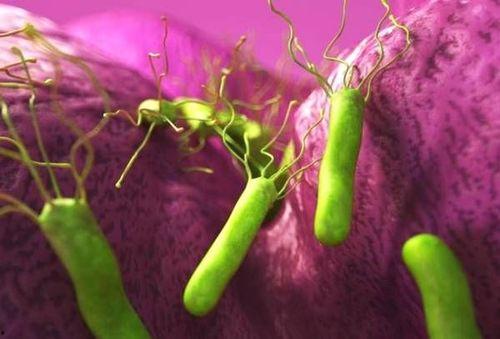 螺旋杆菌吃瓜,揭秘它们如何“吃瓜”