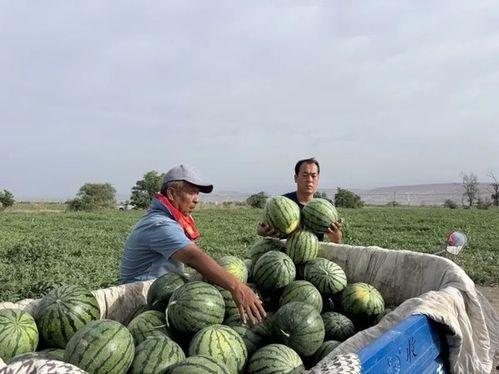 吃瓜国家事件,真相与争议交织的全球焦点