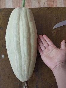 瓜叶可以水煮吃吗,绿色蔬菜的新吃法探索