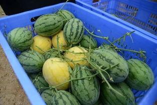 吃瓜群黄qq,一场网络社交的狂欢盛宴