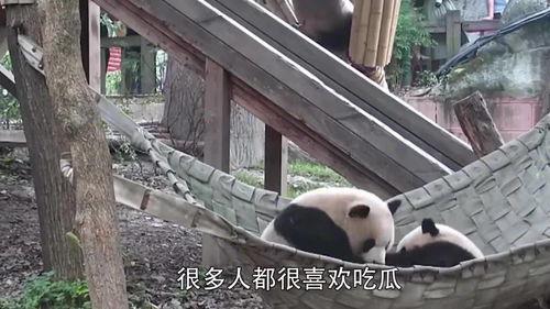 熊猫吃瓜视频